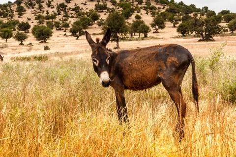 Brown donkey Stock Photos