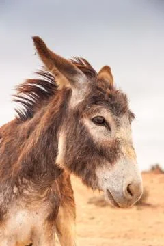Brown donkey Stock Photos