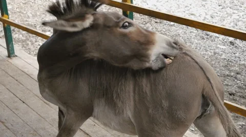 Brown Donkey Scratching His Ass Stock Footage 52435866