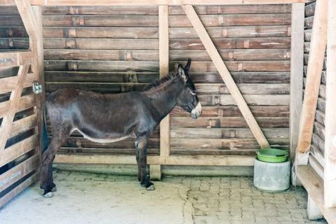 Brown donkey standing inside his stable Stock Photos