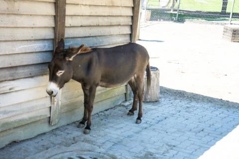 Brown donkey standing in the shadow outside Stock Photos