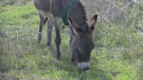 A brown donkey with tall ears standing in a green field. The blurred background Stock Footage 288998964