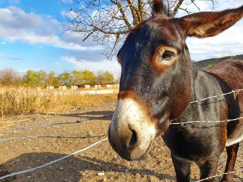 A brown donkey with a white muzzle walks around the yard Stock Photos