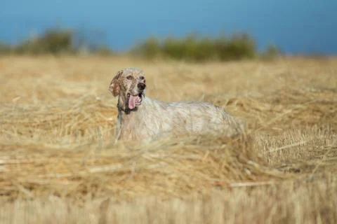 Brown Dotted Setter Stock Photos