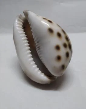 A brown dotted shell white colour Foto stock