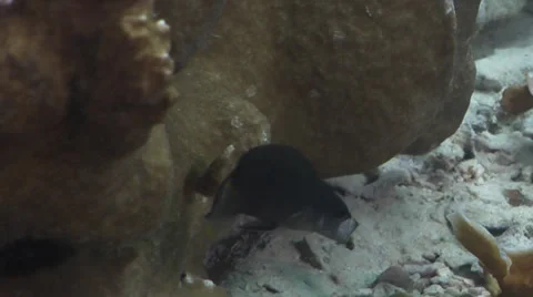 Brown dottyback feeding on silty inshore reef, Pseudochromis fuscus, HD, UP33509 Stock Footage 38339459