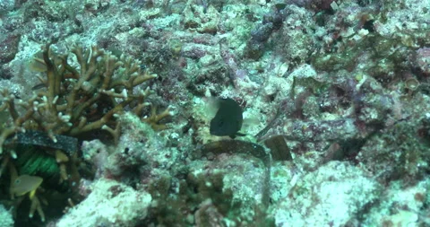 Brown dottyback fish on rubble Pseudochromis fuscus underwater UP42734 Stock Footage 100628545