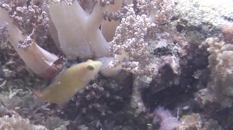 Brown dottyback swimming, Pseudochromis fuscus, HD, UP24216 Stock Footage 38312414