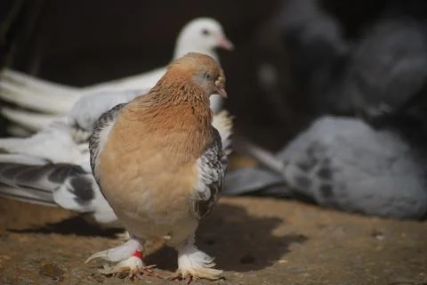 Brown dove facing sideways Stock Photos