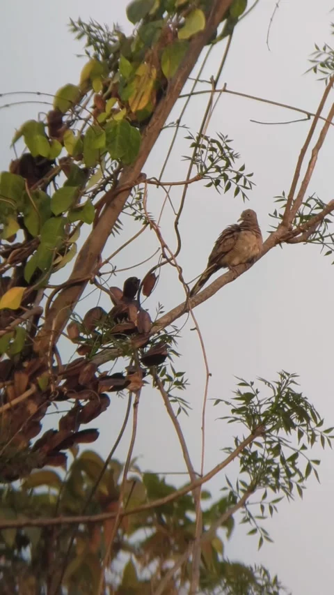 Brown Dove Perching on Tree Branch Vídeos de archivo 346544591