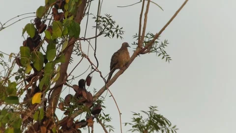 Brown Dove Perching on Tree Branch 스톡 동영상 346544609
