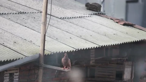 Brown dove perching on the wood Stock Footage 219982817