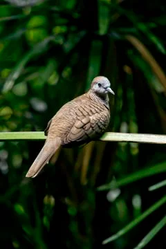 Brown dove Stock Photos