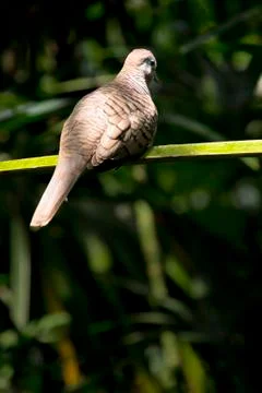 Brown dove Stock Photos