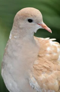 Brown dove Stock Photos