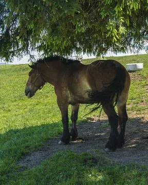 Brown Draft Horse Resting Under Evergreen Tree on Summer Pasture Stockfoto's