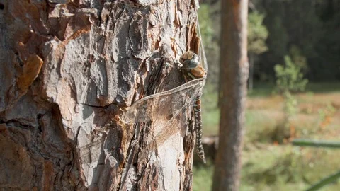 Brown dragnfly on the tree in the forest Stock Footage 121741576