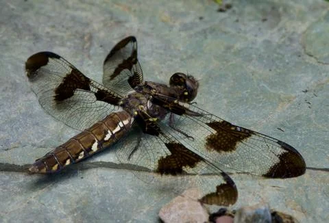 Brown dragon 스톡 사진