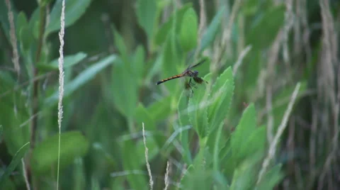 Brown Dragonfly On Green Leaf Video stock 41493741