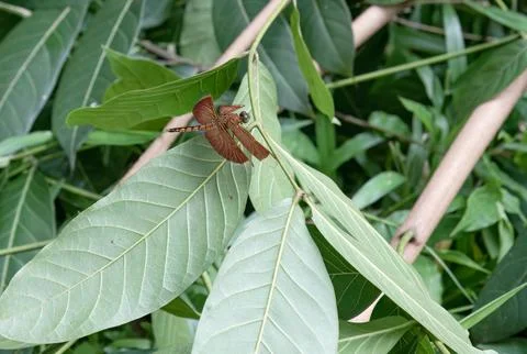 Brown dragonfly on pale leaf with a soft green background Stock Photos