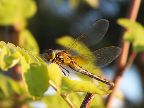 A brown dragonfly Stock Photos