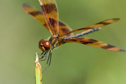 Brown dragonfly Stock Photos