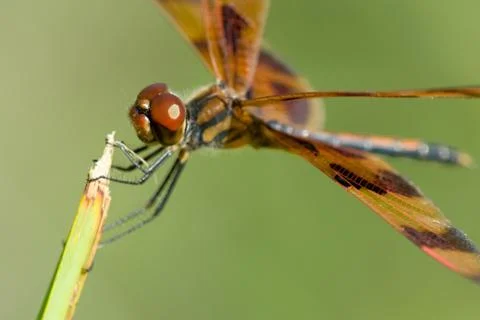 Brown dragonfly Stock Photos