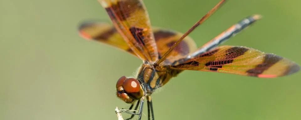Brown dragonfly Stock Photos