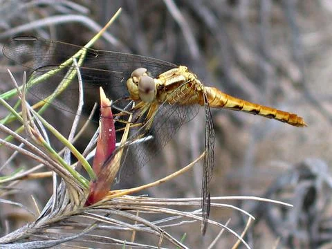Brown Dragonfly Stock Photos