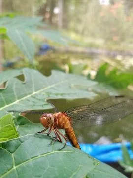 A Brown Dragonfly Foto stock