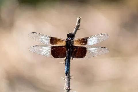 A brown dragonfly resting on a stem Stock Photos