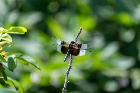 A brown dragonfly resting on a stem Stock Photos