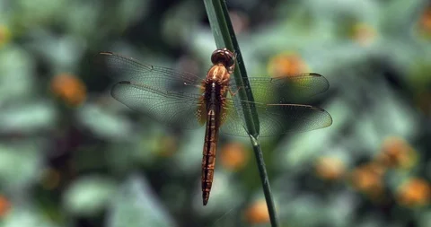 A brown dragonfly sits on a thin blade of grass Stock Footage 116814634