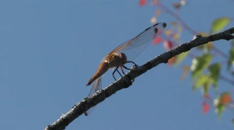 Brown dragonfly wing on a leaf ,background is the blue sky 動画素材 5728360