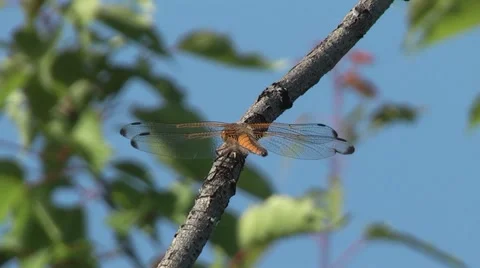 Brown dragonfly wing on a leaf ,background is the blue sky Stock Footage 5728362