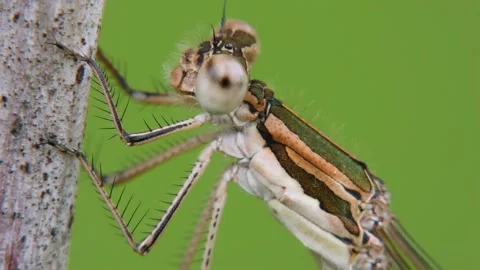 Brown Dragonfly (Winter damselfly) on the bark of a tree close up Stock Footage 158092134