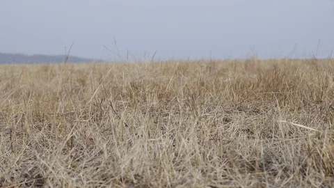 Brown Dried Grass Field Area, Season Change Stock Footage 128632309