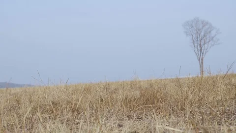 Brown Dried Grass Field Area Stock Footage 128632784