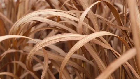 Brown Dried Grasses Stock Footage 220616411
