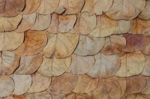 Brown dried leaf flat lay as background, texture. Foto stock