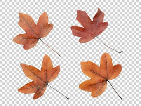 Brown dried maple leaves set isolated transparent png Stock Photos