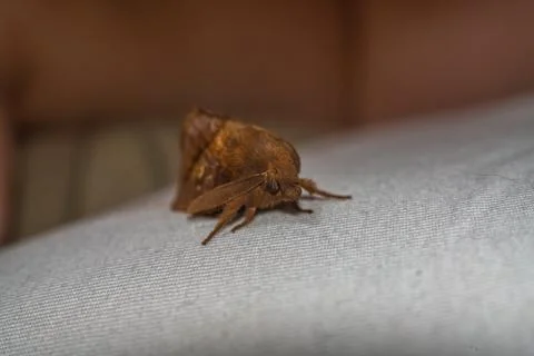 Brown Drinker Moth Euthrix potatoria Resting on White Fabric Textile Closeup 库存照片