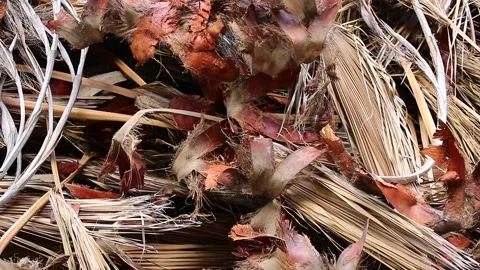 The brown dry bark of a tree and crispy palm leaves against the backdrop Stock Footage 265646848