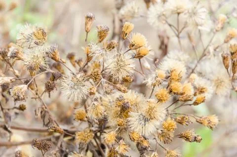 Brown dry bloom grass Foto stock