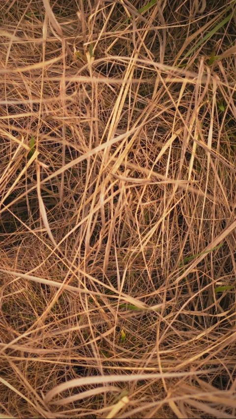 Brown dry grass creates a natural textured landscape in an outdoor setting Stock Footage 331535990