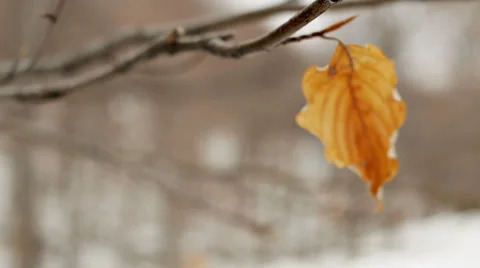 Brown Dry Leaf Stock Footage 33745540