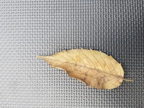 A brown dry leaf on a mat. Foto stock
