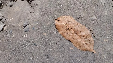 Brown Dry Leaf in the sand Stock Photos