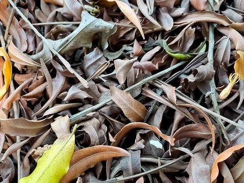Brown dry leaf texture, suitable for brochure, flyer, website background. Stock Photos
