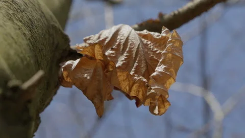 Brown dry leaf on tree against blue sky Stock Footage 271150093